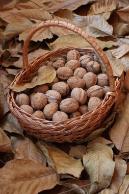 Yeşil kabuklarından yeni koparılmış cevizler kuru ceviz yaprakları serpiştirilmiş ahşap bir güvertede hasır bir sepetin içinde yatıyor. Gün ışığı. Yakın çekim..
