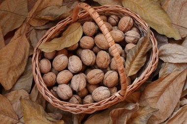 Yeşil kabuklarından yeni koparılmış cevizler kuru ceviz yaprakları serpiştirilmiş ahşap bir güvertede hasır bir sepetin içinde yatıyor. Gün ışığı. Yakın çekim..