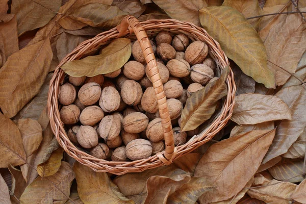 Ořechy Čerstvě Sklizené Oloupané Zelených Slupek Leží Proutěném Koši Dřevěné — Stock fotografie