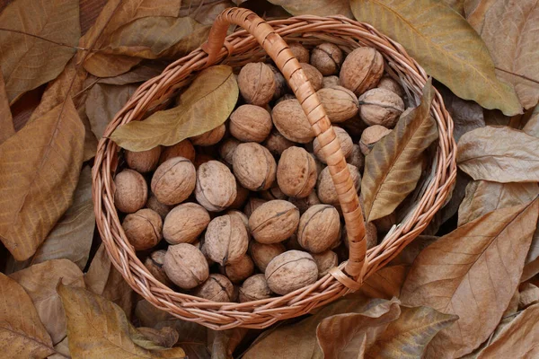 Yeşil kabuklarından yeni koparılmış cevizler kuru ceviz yaprakları serpiştirilmiş ahşap bir güvertede hasır bir sepetin içinde yatıyor. Gün ışığı. Yakın çekim..