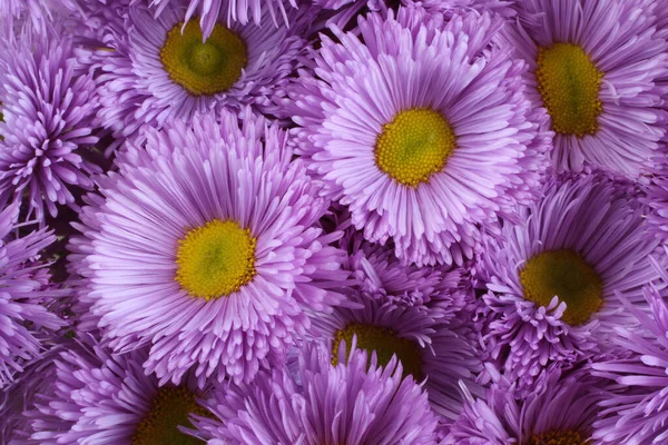 黄色い核を持つ薄紫色の菊の花の花束 — ストック写真
