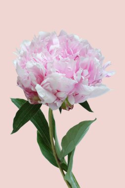 Açık pembe arka planda açık pembe şakayık çiçeği. Yakın çekim..