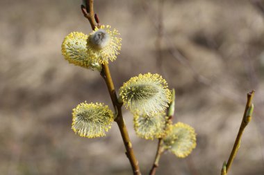 Blossoming buds on pussy willow against dry grass background. Closeup. Sunny spring day.