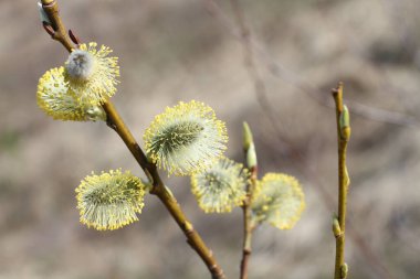 Blossoming buds on pussy willow against dry grass background. Closeup. Sunny spring day.