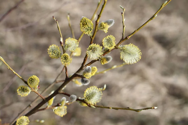 Blossoming Buds Pussy Willow Dry Grass Background Closeup Sunny Spring — 图库照片