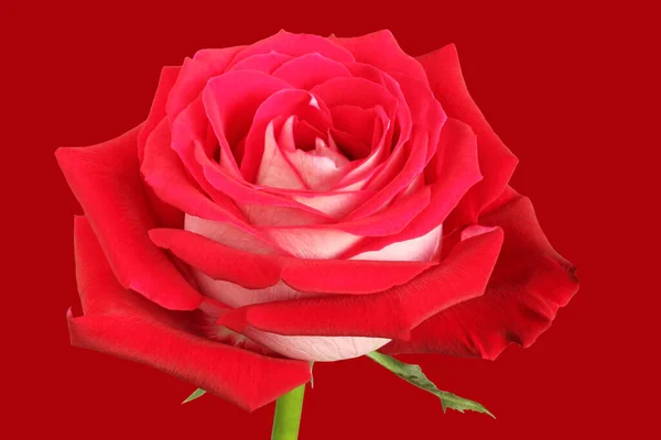 Μεγάλο Κόκκινο Τριαντάφυλλο Κόκκινο Φόντο Κοντινό Πλάνο Πλευρική Άποψη — Φωτογραφία Αρχείου