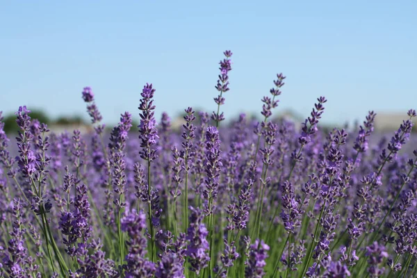 Blooming Lavender Flowers Field Sunny Summer Day Closeup — Stock Photo, Image