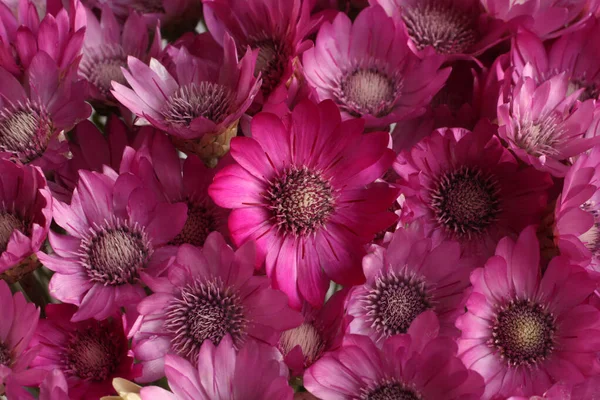 紫色の花の花束クセロスアップ トップダウン表示 — ストック写真