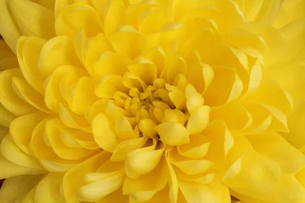 Ядро Великої Жовтої Квітки Хризантеми Крупним Планом Макро — стокове фото