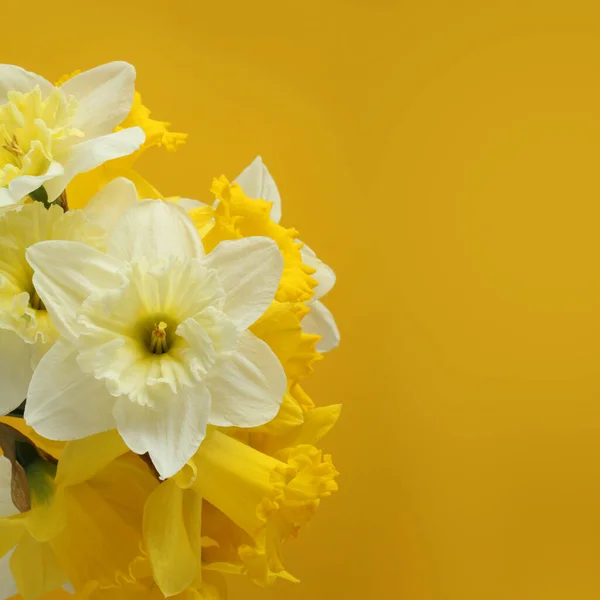 노란색 배경에 노란색 수선화를 곁들인 꽃다발 클로즈업 — 스톡 사진