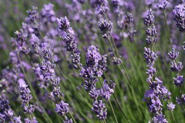 Güneşli bir yaz gününde tarlada açan lavanta çiçekleri. Yakın çekim.
