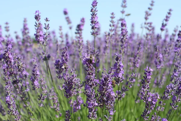 Bee Collects Nectar Lavender Flowers Sunny Summer Day Closeup — Stock Photo, Image