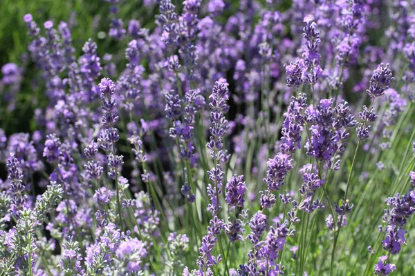 Blooming Lavender Flowers Field Sunny Summer Day Closeup — Stock Photo, Image