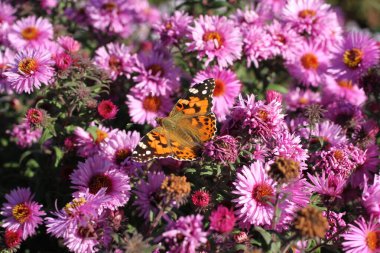 Kelebek İbnesi (Tagetes) güneşli bir günde Aster çiçeğinde. Yakın çekim.