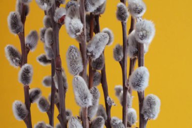 Expanded buds on pussy willow against yellow background. Closeup.