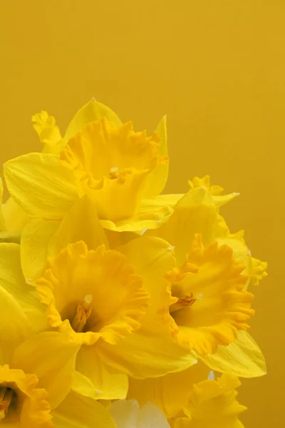 Żółte Żonkile Żółtym Tle Zbliżenie — Zdjęcie stockowe