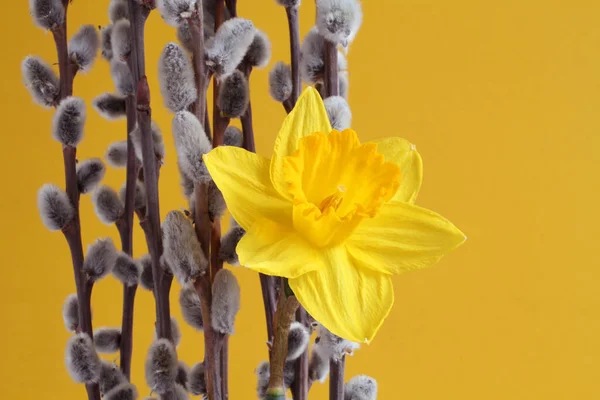 꽃봉오리가 배경에 노란색 수선화가 버드나무 클로즈업 — 스톡 사진