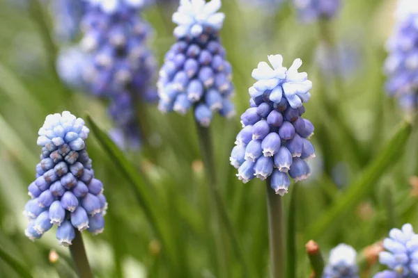 Blue Muscari Primroses Flowerbed Park Closeup — Stock Photo, Image