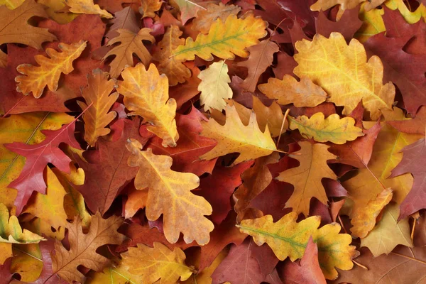 Podzimní Pozadí Sušené Hnědé Červené Fialové Oranžové Žluté Dubové Listy — Stock fotografie