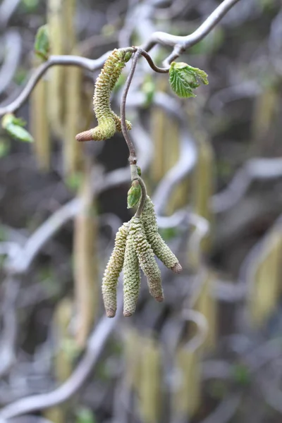 Blossoming Buds Leaves Decorative Hazel Closeup — Stock Photo, Image