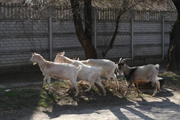 Kilka Kóz Idzie Wiejską Ulicą Ukrainie — Zdjęcie stockowe