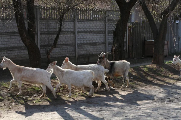 Kilka Kóz Idzie Wiejską Ulicą Ukrainie — Zdjęcie stockowe