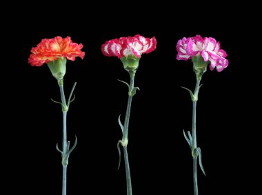 Siyah arka planda izole edilmiş üç renkli karanfil. Yakın çekim.