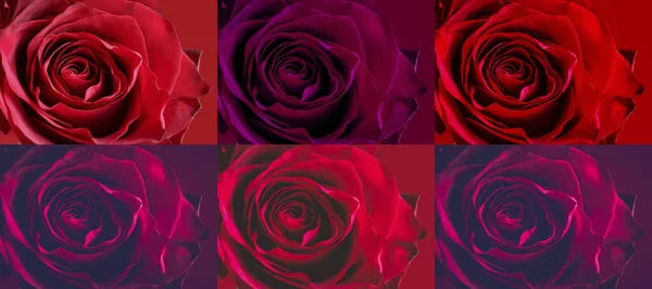 Kolaż Czerwonych Róż Duża Ciemnoczerwona Róża Czerwonym Tle Zbliżenie Makro — Zdjęcie stockowe