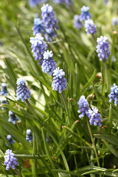 Блакитні Мускари Квітковому Ложі Парку Прикриття — стокове фото