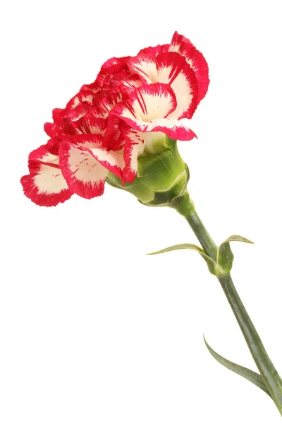 White Carnation Red Edges Petals Isolated White Background — Foto Stock