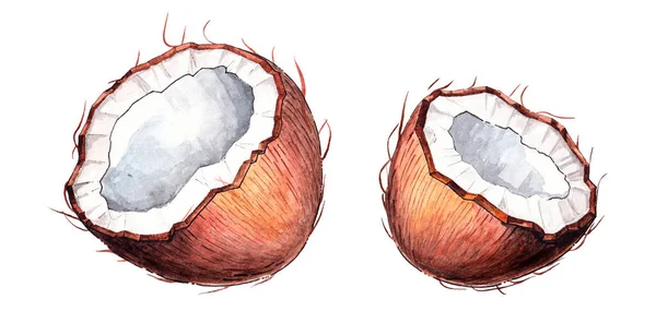 Beyaz arka planda hindistan cevizleri. Suluboya çizimi. Elle çizilmiş bir çizim..