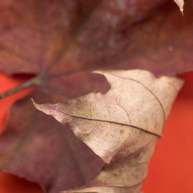 Kırmızı arkaplanda kırmızı kuru akçaağaç yaprağı kırmızı makrofotografın soyut görüntüsü