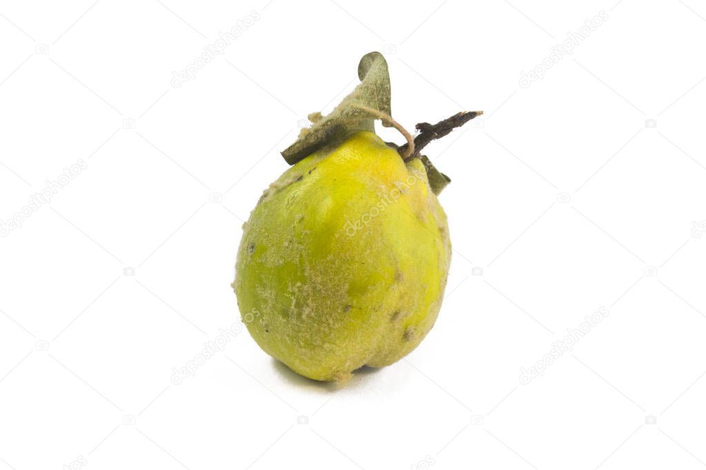 Membrillo orgánico maduro fresco con hojas aisladas sobre fondo blanco