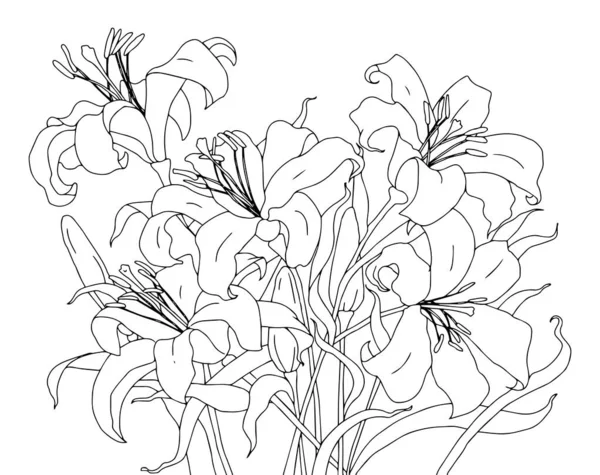 Black and white outline vector coloring book page for adults and children. Flowers lilies Lilium with leaves — Vetor de Stock
