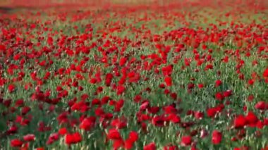 Güneşli bir günde haşhaş tarlası. Kırmızı gelincikler Yaz doğa konsepti İlkbahar, biyoloji, fauna, çevre, ekosistem