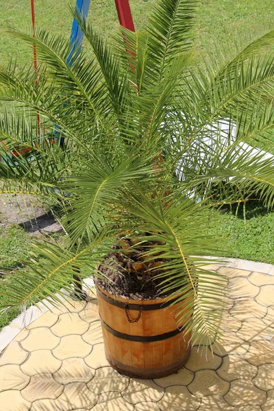 Hoja Palmera Día Soleado Con Los Rayos Del Sol Cayendo — Foto de Stock