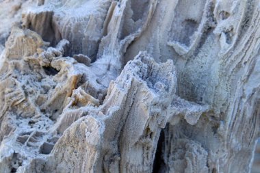 Ancient old petrified wood, excavation, minerals, as nice background close up front view Narrow focus line, shallow depth of field macro
