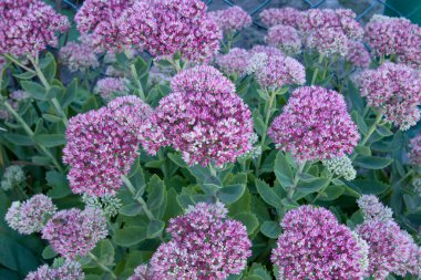 güzel pembe ve mor sedum spektabile yaz bahçesinde donuk ışıkta çiçek açıyor ve daha bulanık.