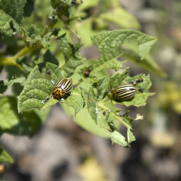Kolorado patates böceği, güneşli bahçede arka planda bulanık patates yaprakları yer.