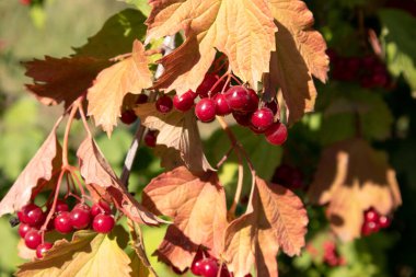 Ormandaki bir çalılıkta kırmızı viburnum meyvesi. Bahçede bir dal kırmızı Viburnum var. Viburnum böğürtlen ve viburnum yaprakları yazın açık havada.