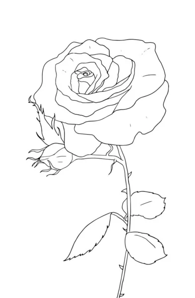 大人と子供のための黒と白の手書きアウトラインベクトルぬり絵ページ とげと葉を持つ花のバラ — ストックベクタ