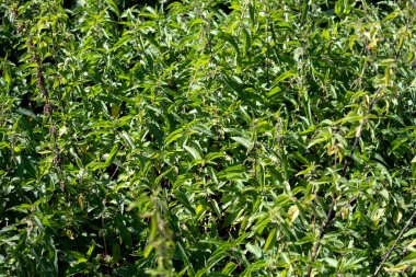 Güzel ısırgan otları doğada güneşli Urtica dioica parlak yeşil bir arka plan gibi