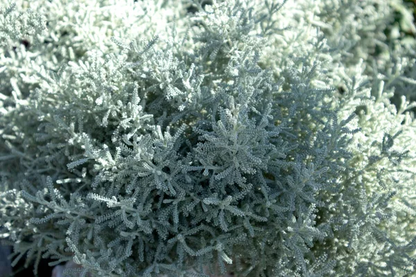 Gray Santolina Lavender Cotton Silver Foliage Growing Autumn Garden Selective — Stock Photo, Image