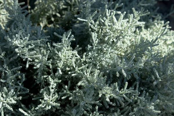 Cinza Santolina Algodão Lavanda Com Folhagem Prata Crescendo Jardim Outono — Fotografia de Stock