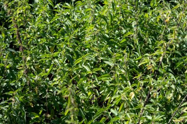 Taze ısırgan otu yaprakları. Botanik desen. Bahçede güneşli bir günde yeşil yapraklar