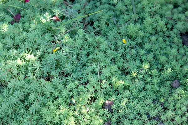 Variedade Sedum Verde Para Cobertura Solo Close Como Bom Fundo — Fotografia de Stock