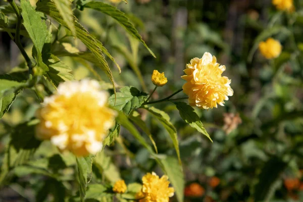Kerria japonica çiçekli bir çalı genişleyen makro fotoğraf