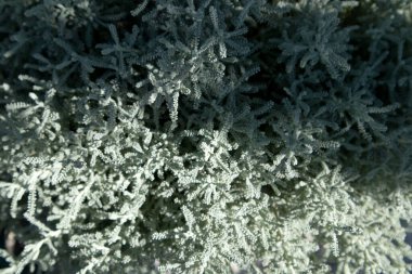 Gri Santolina ya da gümüşi yapraklı Lavanta Pamuğu sonbahar bahçesinde yetişiyor. Mavi arkaplan ile seçmeli odak