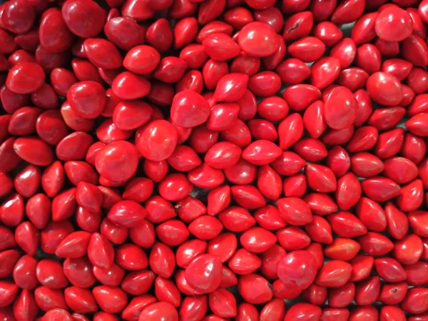 Σπόροι Saga Φασόλια Acacia Κόκκινα Χρώμα — Φωτογραφία Αρχείου