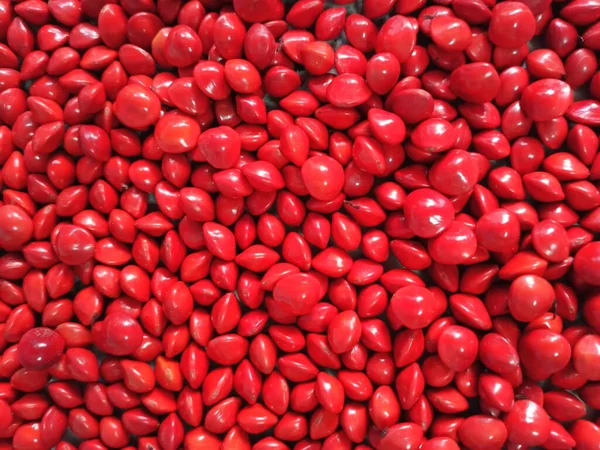 Σπόροι Saga Φασόλια Acacia Κόκκινα Χρώμα — Φωτογραφία Αρχείου